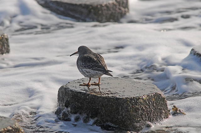 purple sandpiper, purple sandp-1.jpg - PURPLE SANDPIPER - SOUTHSEA CASTLE - 4.2.09